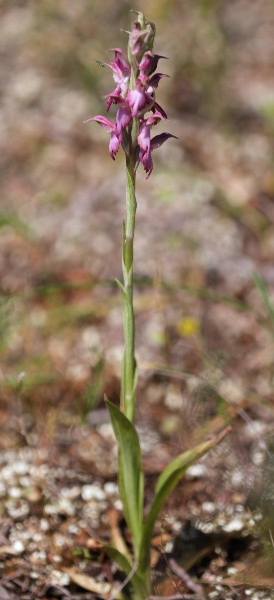 Ultime orchidee per quest''anno - Dalla Grecia con passione